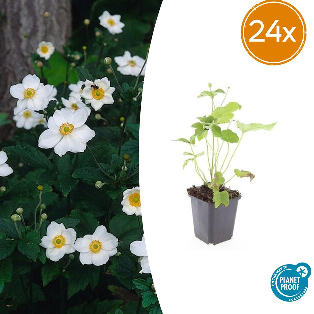 24x Anemone hyb. 'Honorine Jobert' - ↕10-25cm - Ø9cm