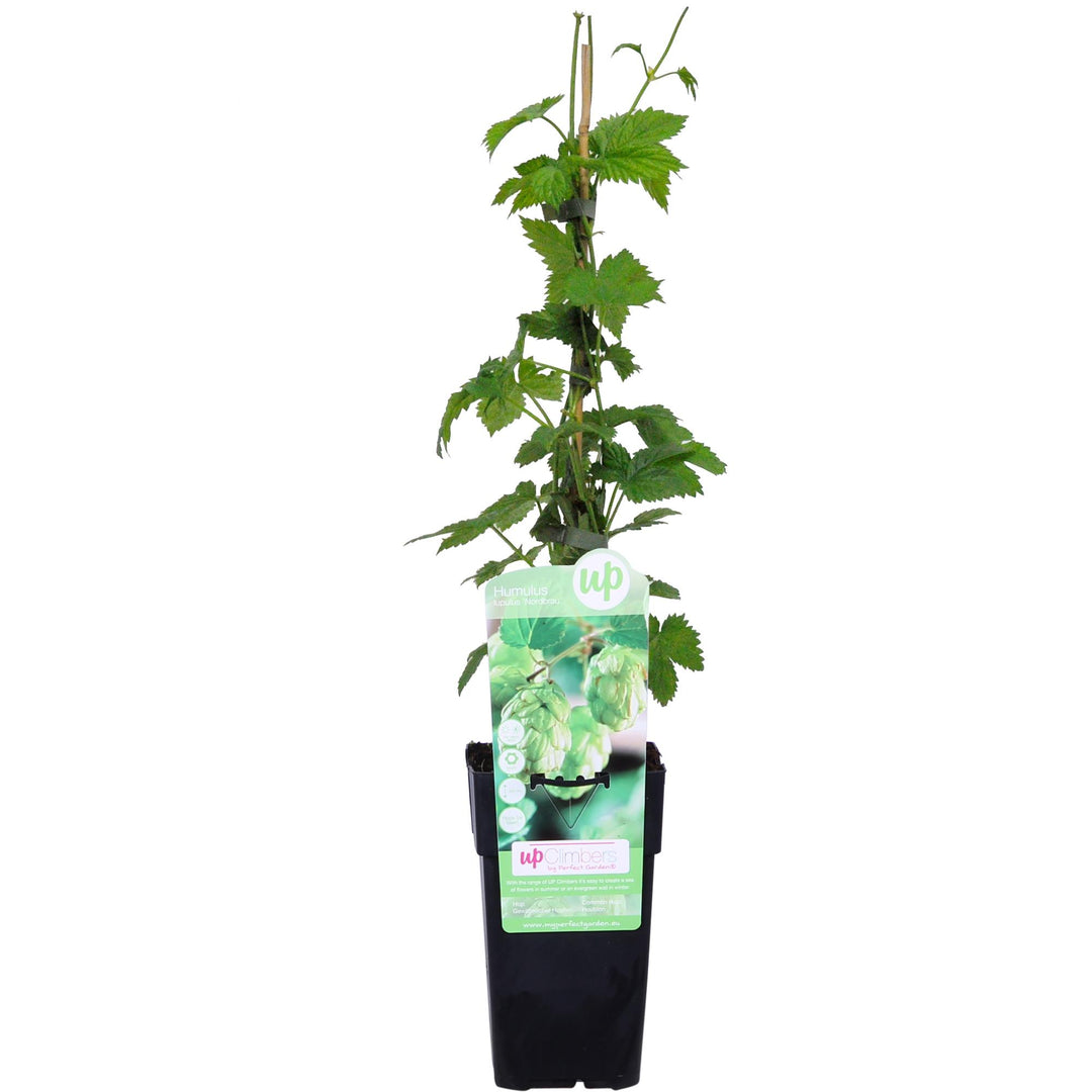 Humulus lupulus 'Nordbrau' - Bierplant / Hopplant - Ø15cm - ↕65cm