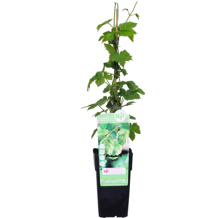 Humulus lupulus 'Nordbrau' - Bierplant / Hopplant - Ø15cm - ↕65cm
