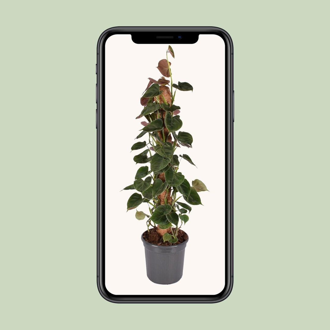 Philodendron Lupinum Mosstok - Ø16cm - ↕75cm