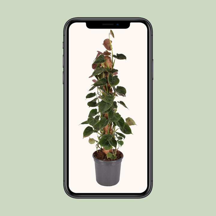 Philodendron Lupinum Mosstok - Ø16cm - ↕75cm