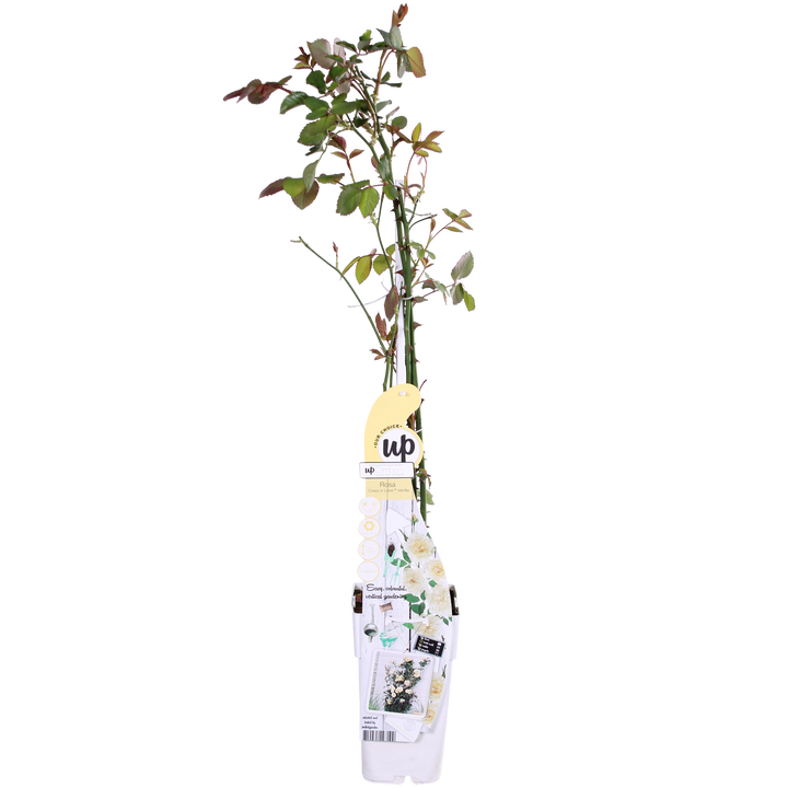 3x - Rosa Crazy in love 'Vanilla' - ↨65cm - Ø15
