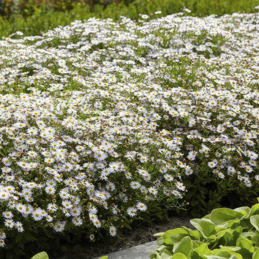 24x Aster ageratoides 'Ashvi' - ↕10-25cm - Ø9cm