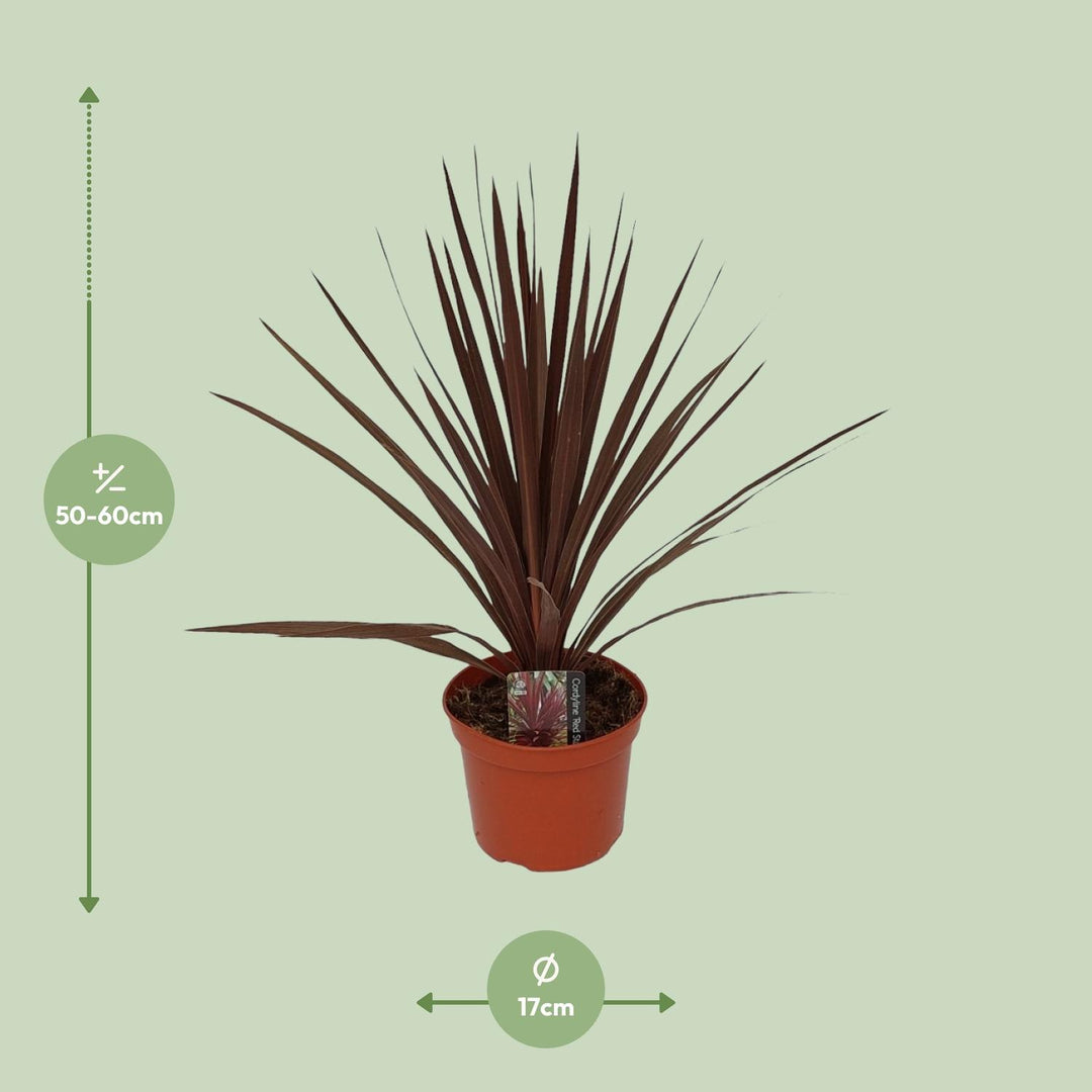 Cordyline Australis Red Star - Ø17cm - ↕60cm