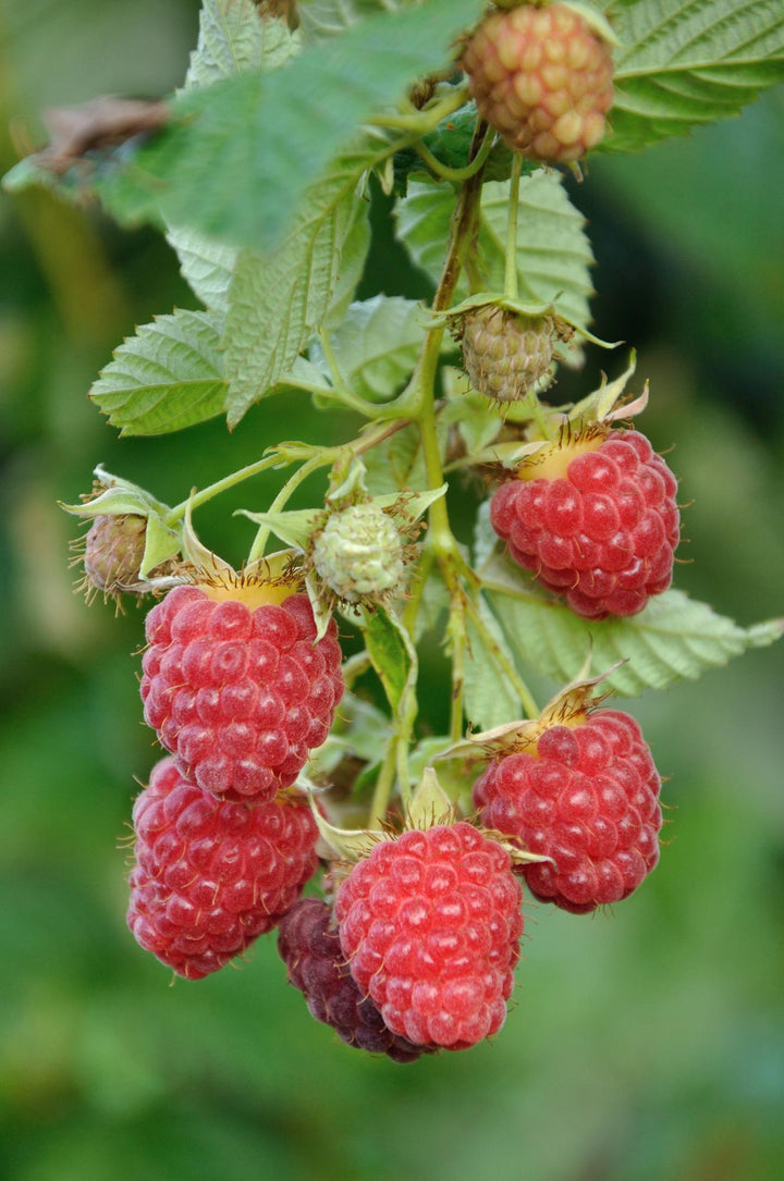 4x - Rubus 'Autumn' Mix - ↨45cm - Ø13