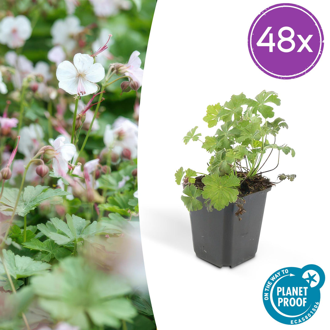 48x Geranium cant. 'Biokovo' - ↕10-25cm - Ø9cm