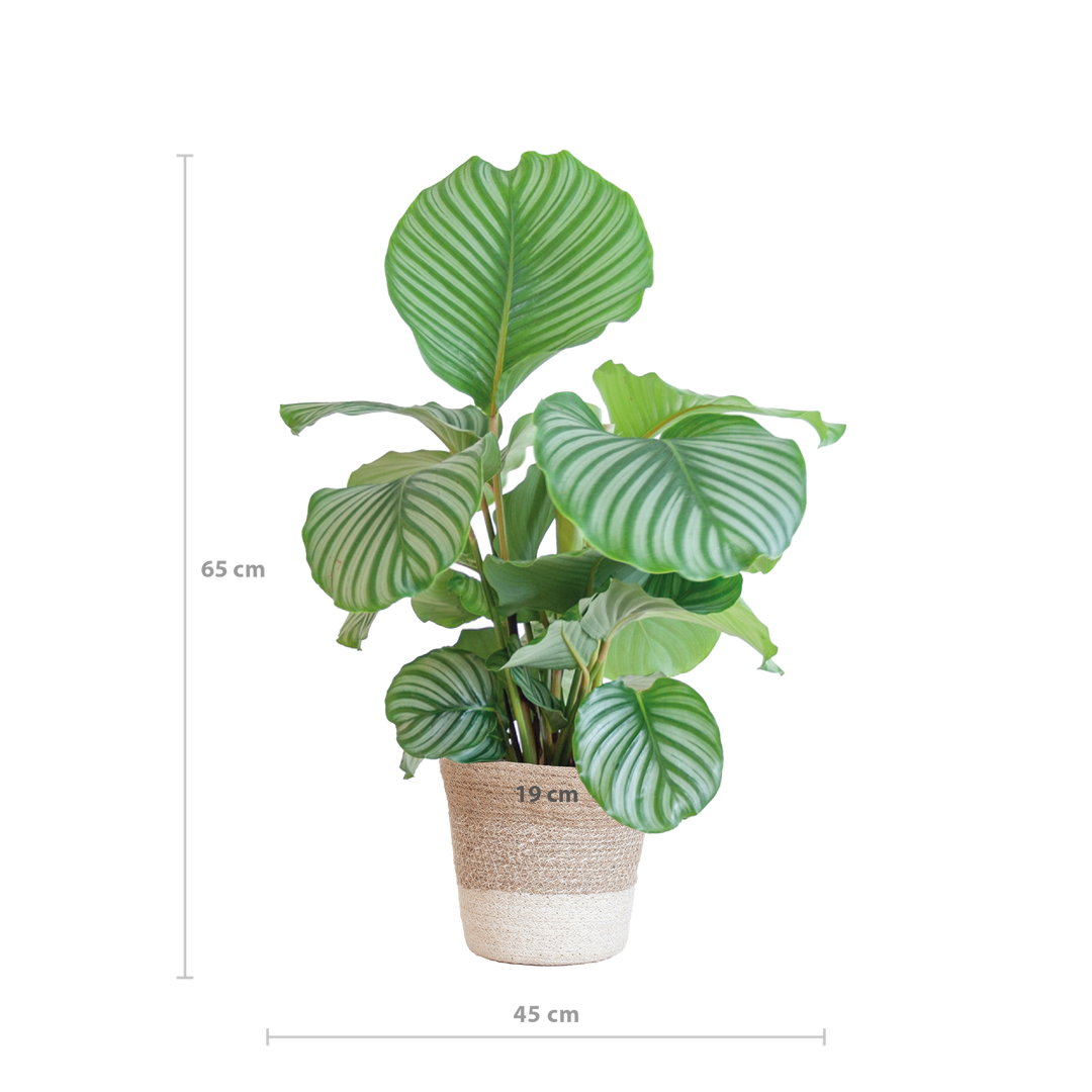 Calathea Orbifolia met Lissabon mand wit - 65cm - Ø19