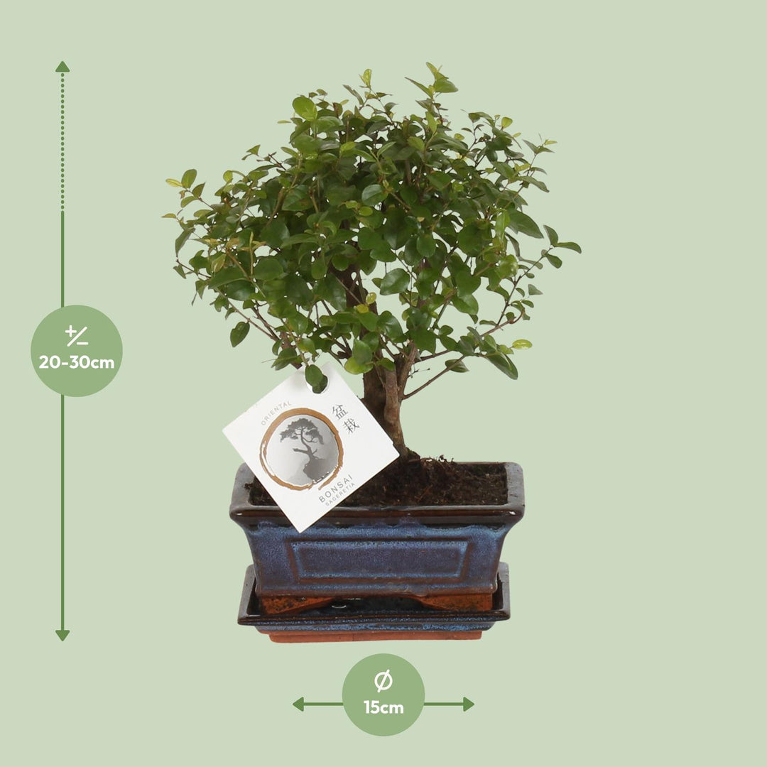 Bonsai 'Sageretia' - Bol Vorm - Ø15cm - ↕30cm