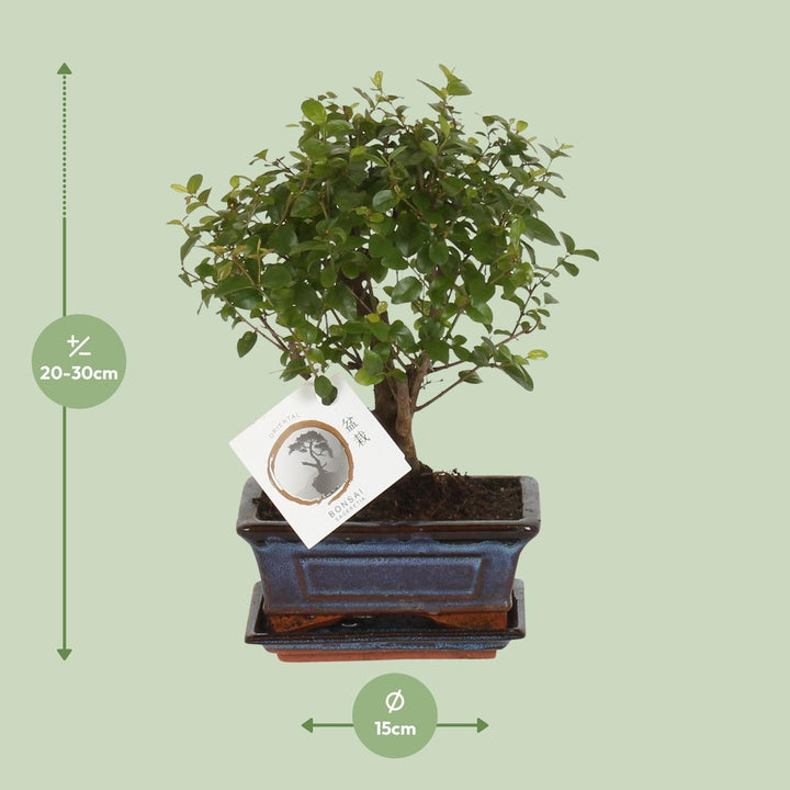 Bonsai 'Sageretia' - Bol Vorm - Ø15cm - ↕30cm