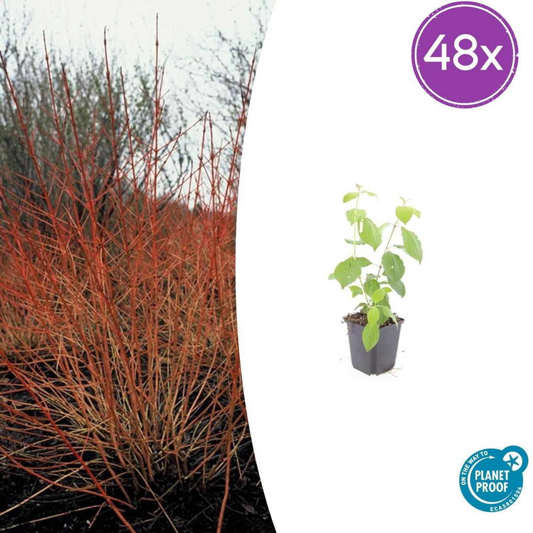 48x Cornus sang. 'Midwinter Fire' - ↕10-25cm - Ø9cm