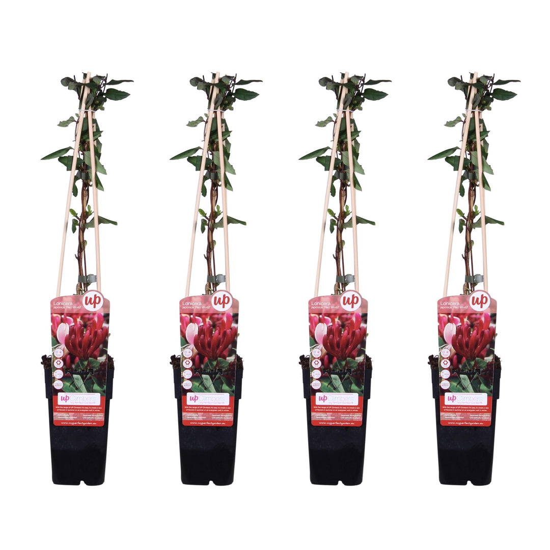 4x - Lonicera japonica 'Red World' - ↨65cm - Ø15