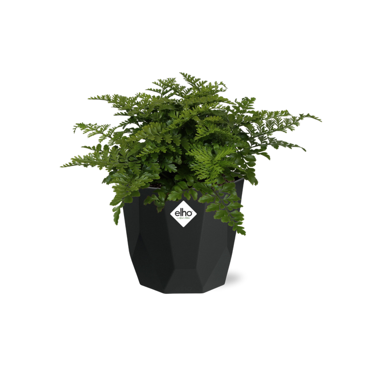 Asplenium Parvati in 14cm b.for rock living black
