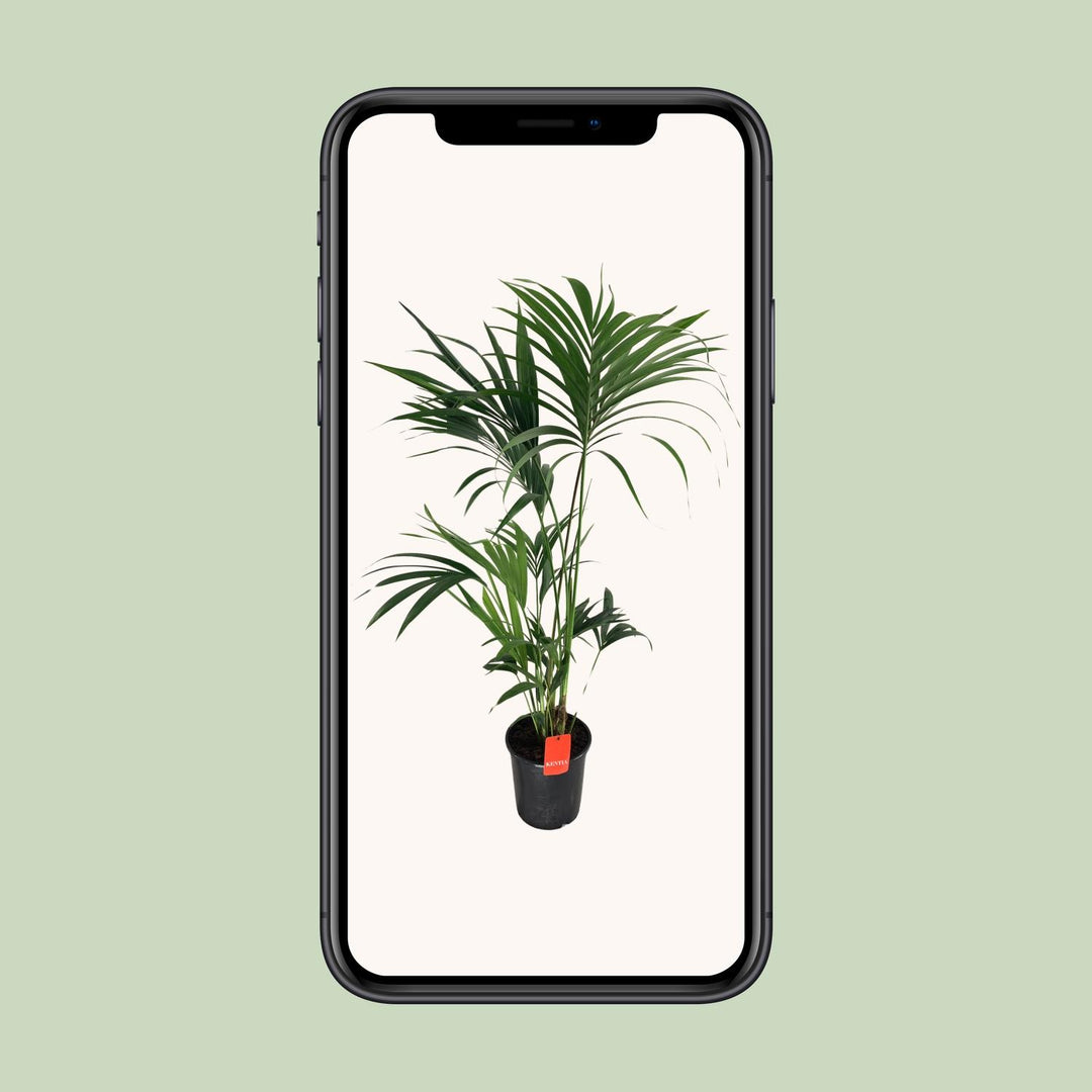 Howea Forsteriana - Ø24cm - ↕130cm