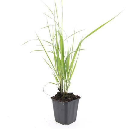 24x Calamagrostis acut. 'Karl Foerster'  - ↕10-25cm - Ø9cm