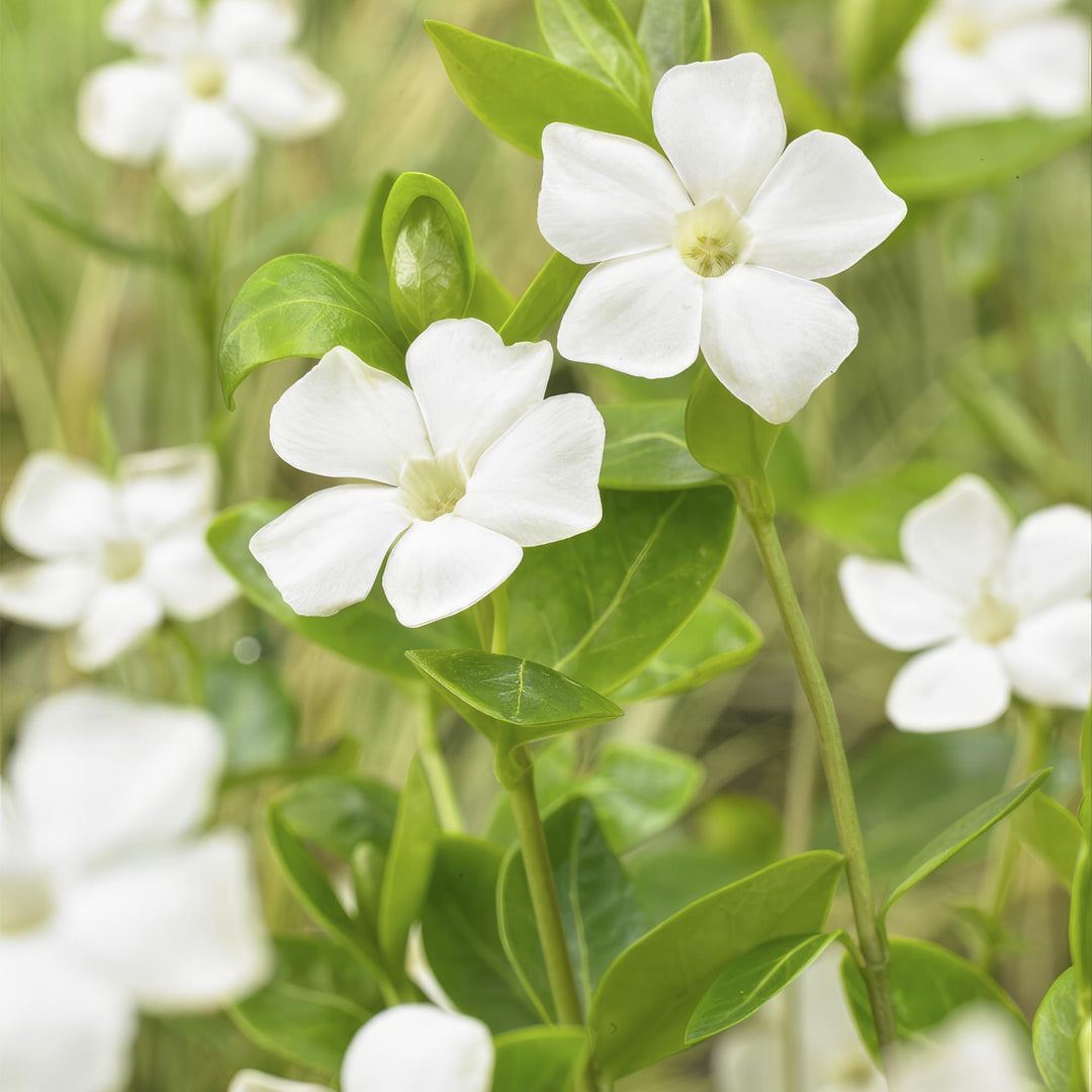 24x Vinca major 'Alba' - ↕10-25cm - Ø9cm
