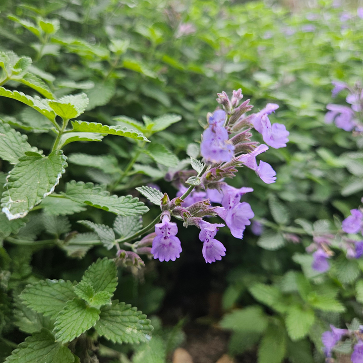 Nepeta – 6 Pluggen | Zelf Kweken & Genieten van een Aromatische Tuin!