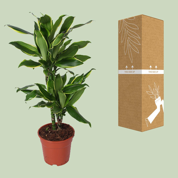 Dracaena Golden Coast - Ø17cm - ↕70cm