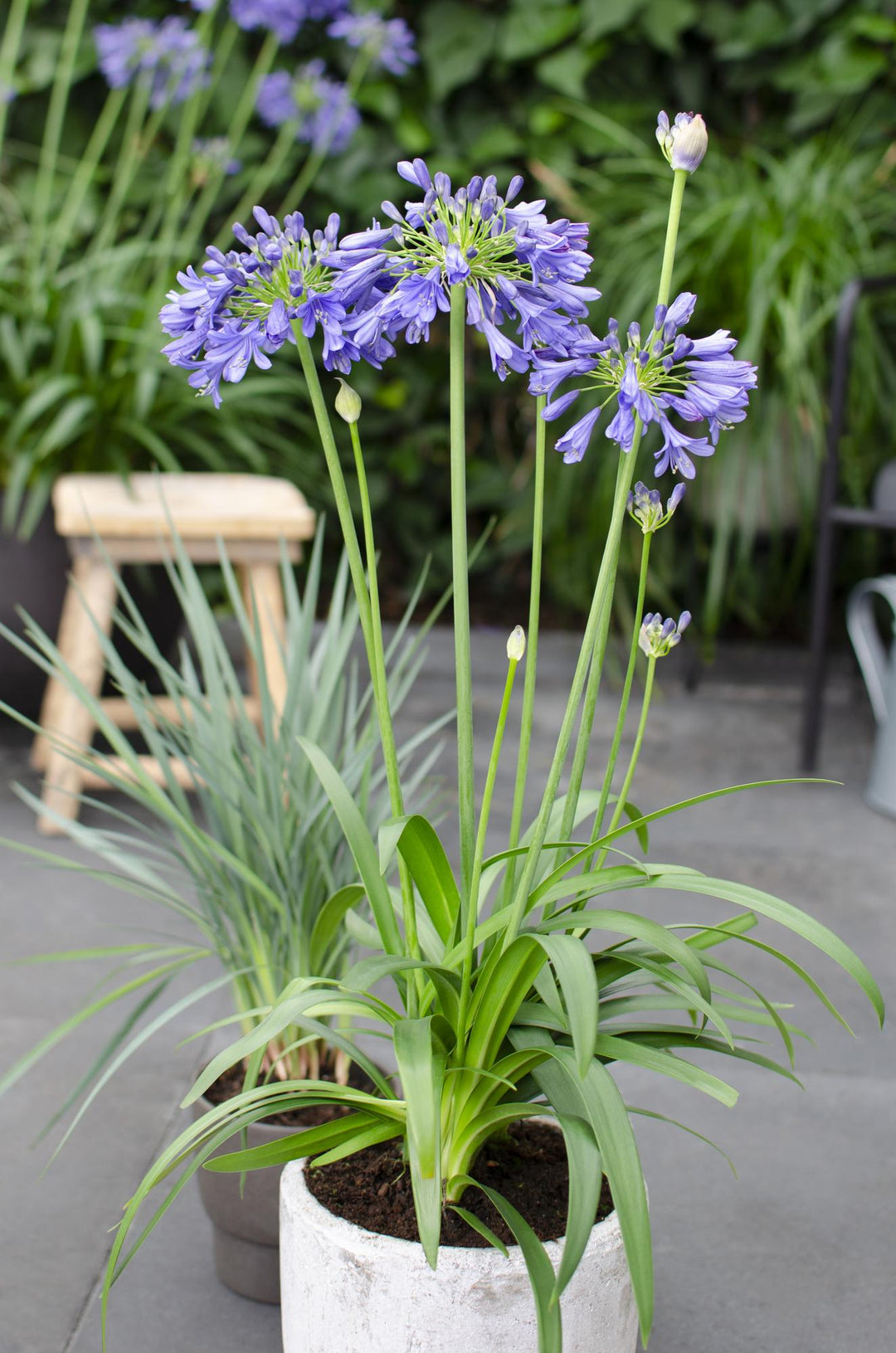 Agapanthus 'Ever Sapphire' - Ø19cm - ↕75cm