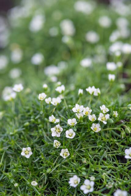 24x Sagina subulata - ↕10-25cm - Ø9cm