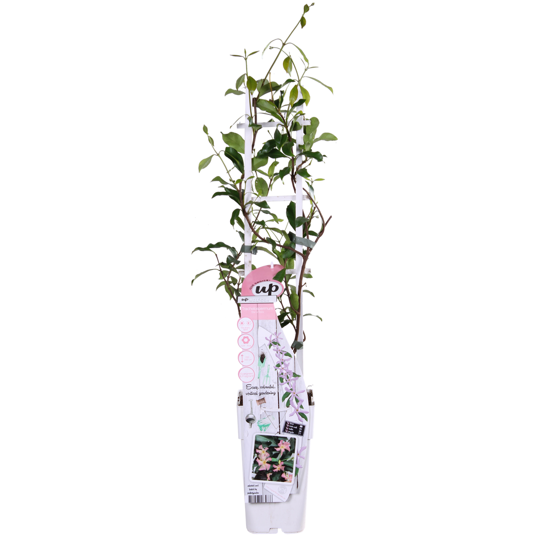 Trachelospermum 'Star of Ibiza' - Toscaanse Jasmijn Roze - Ø15cm - ↕65cm