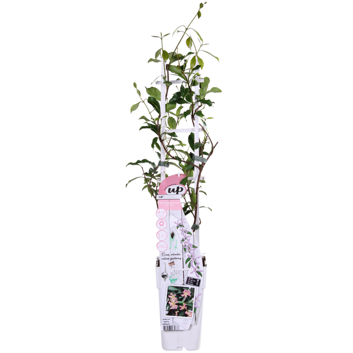 Trachelospermum 'Star of Ibiza' - Toscaanse Jasmijn Roze - Ø15cm - ↕65cm