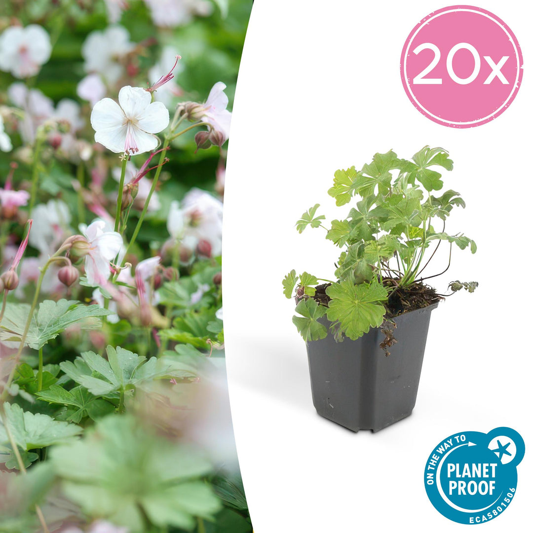 20x Geranium cant. 'Biokovo' - ↕10-25cm - Ø9cm
