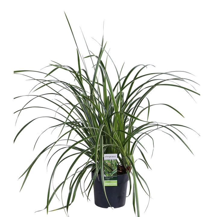 3x - Carex morrowii 'Ice Dance' - ↨30cm - Ø14