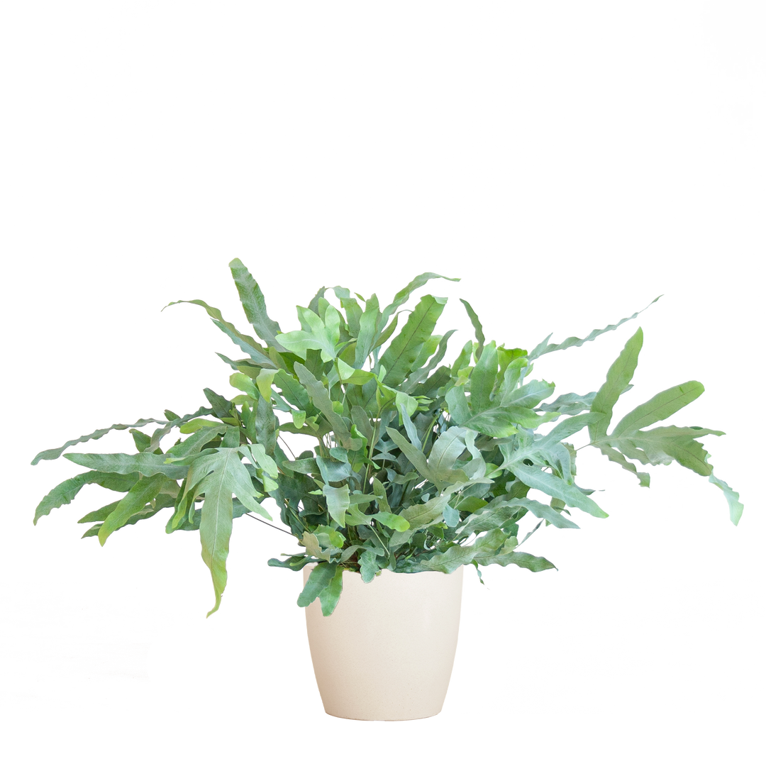 Phlebodium Aureum 'Blue Star' met Viber wit - 40cm - Ø17