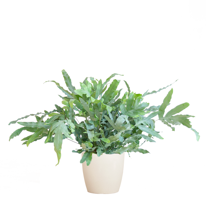 Phlebodium Aureum 'Blue Star' met Viber wit - 40cm - Ø17