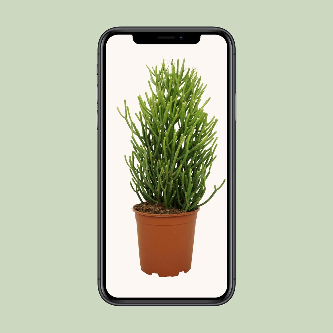 Euphorbia Tirucalli - Ø21cm - ↕60cm