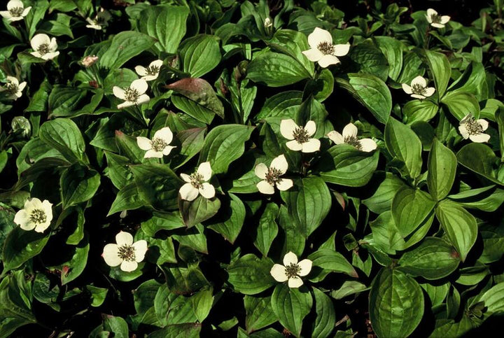 24x Cornus canadensis - ↕10-25cm - Ø9cm