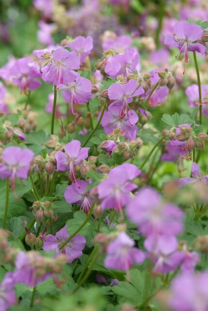 20x Geranium cant. 'Cambridge' - ↕10-25cm - Ø9cm