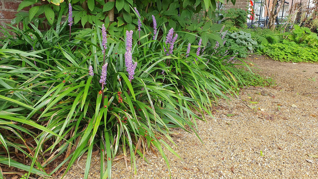 12x Liriope muscari 'Ingwersen' - ↕10-25cm - Ø9cm