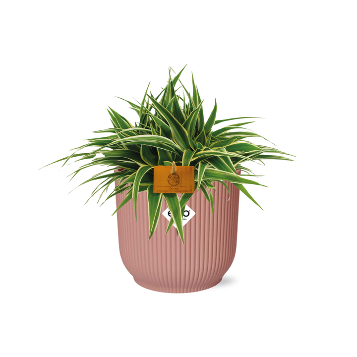 Chlorophytum Ocean 15cm in ELHO Vibes Fold 16cm round  delicate pink
