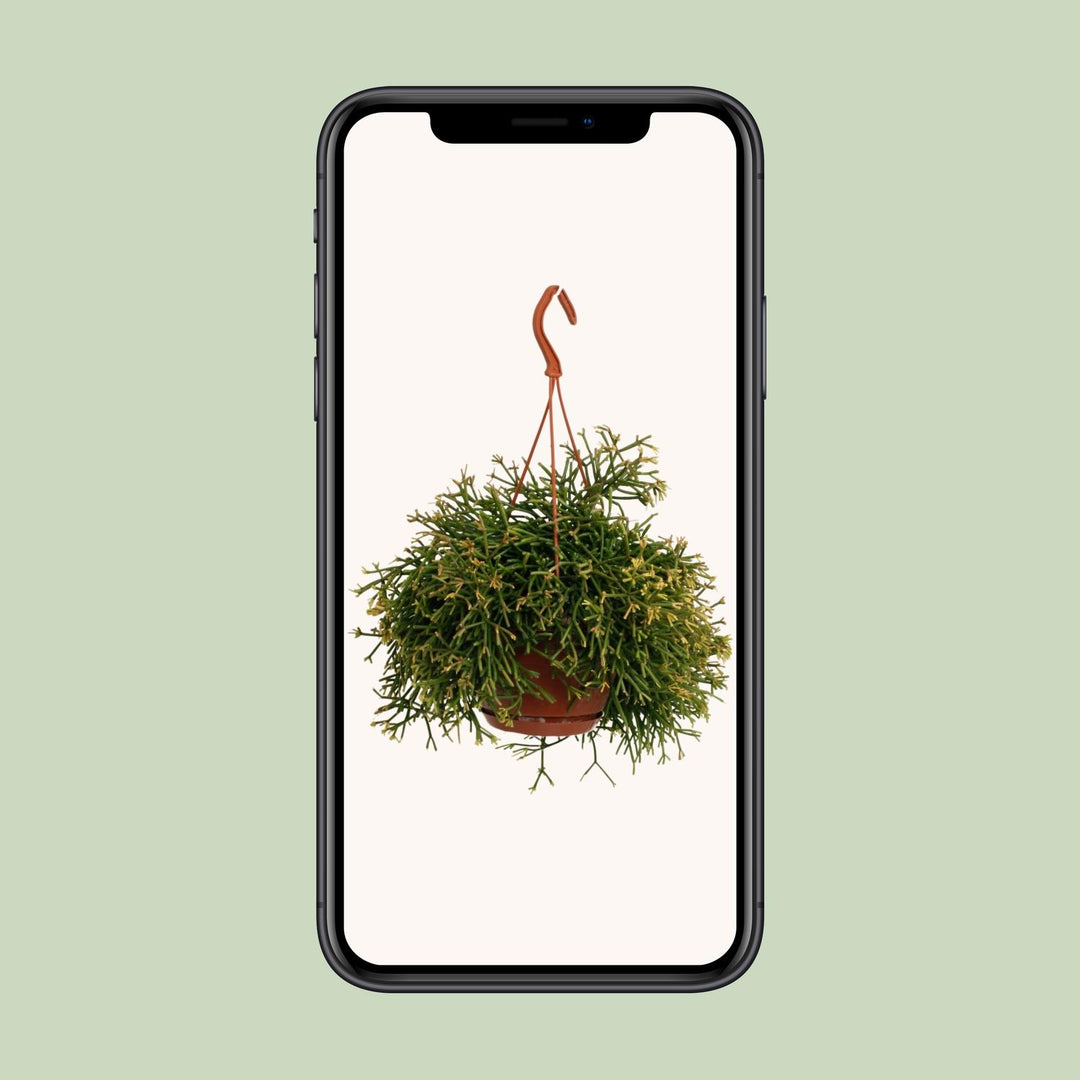 Rhipsalis Clavata - Ø17cm - ↕45cm