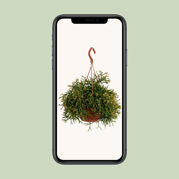 Rhipsalis Clavata - Ø17cm - ↕45cm