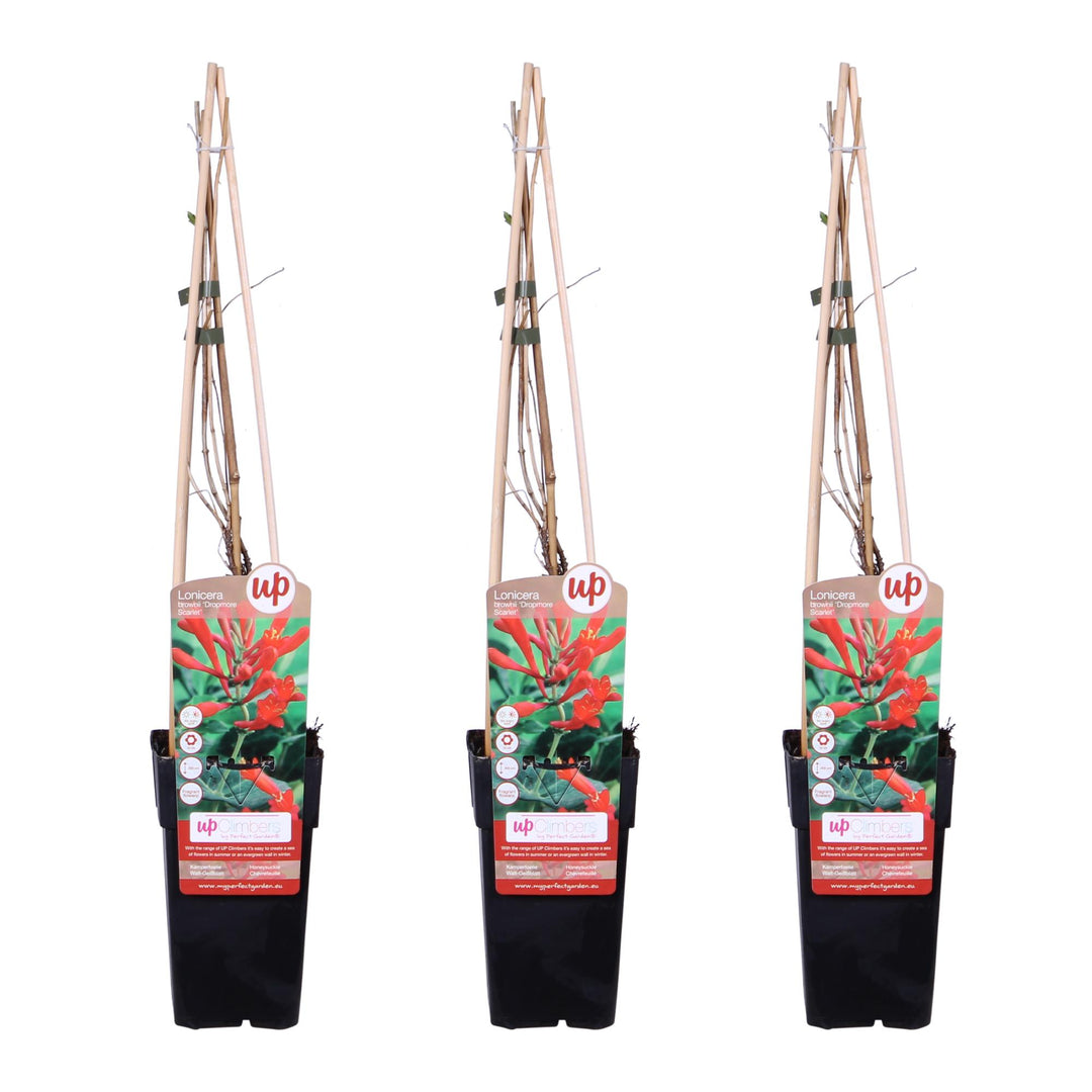 3x - Lonicera brownii 'Dropmore Scarlet' - ↨65cm - Ø15