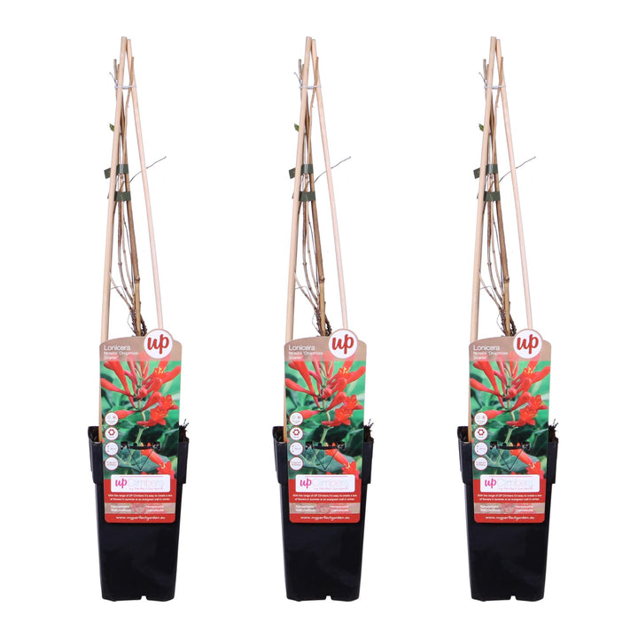 3x - Lonicera brownii 'Dropmore Scarlet' - ↨65cm - Ø15