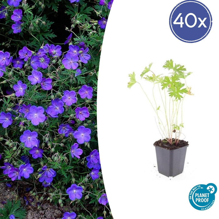 40x Geranium 'Johnson's Blue' - ↕10-25cm - Ø9cm