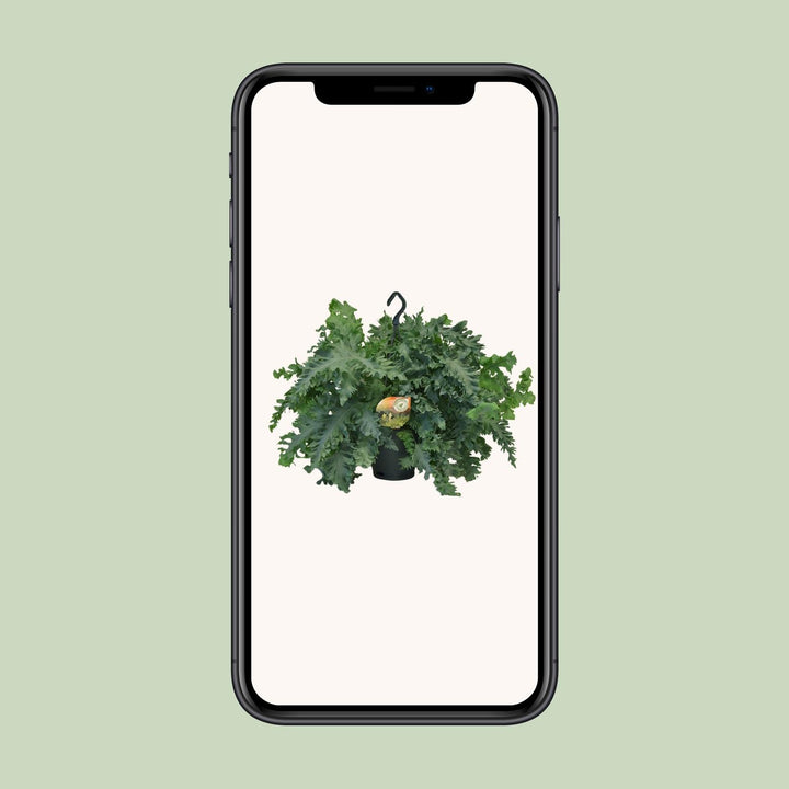 Phlebodium Davana - Ø20cm - ↕40cm