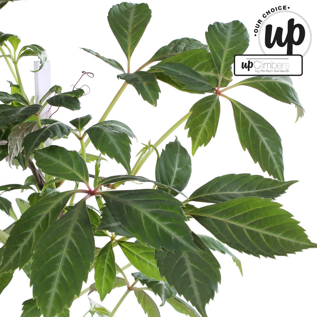 Parthenocissus henryana - Chinese Wilde Wingerd - Ø15cm - ↕65cm