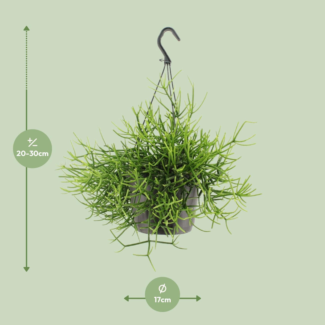 Rhipsalis Heteroclada - Ø17cm - ↕25cm