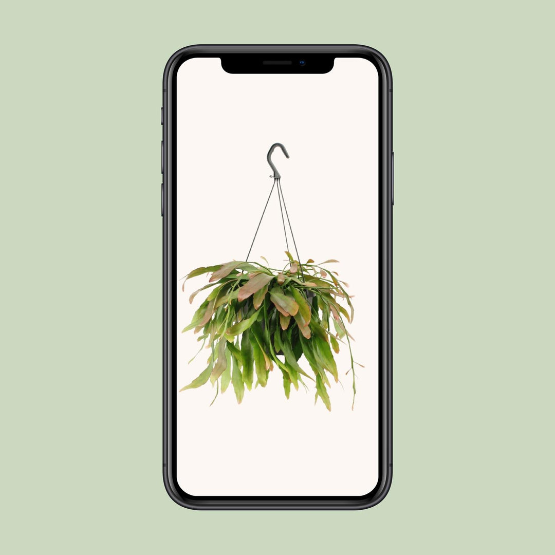 Rhipsalis Red Coral - Ø17cm - ↕25cm