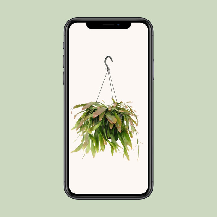 Rhipsalis Red Coral - Ø17cm - ↕25cm