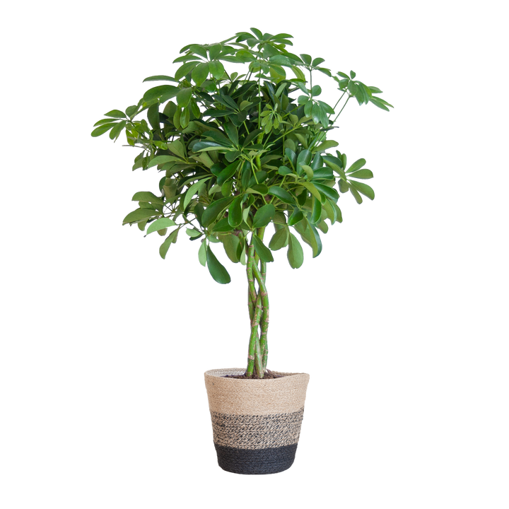 Schefflera Arab Nora met Mand Lissabon zwart - 70cm - Ø21