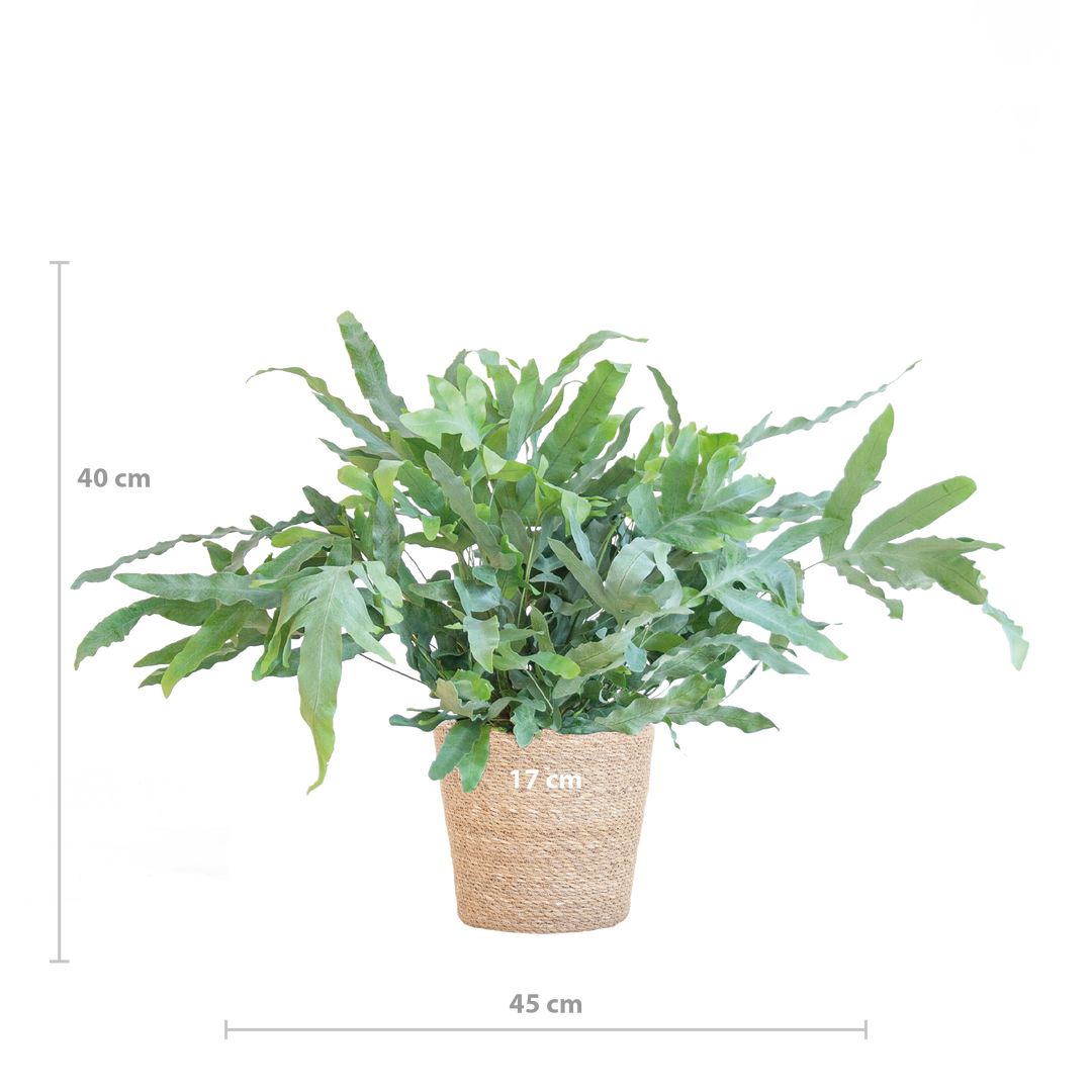 Phlebodium Aureum 'Blue Star' met Mand Sofia naturel - 40cm - Ø17