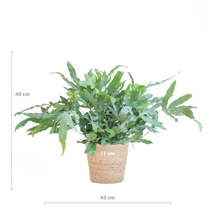Phlebodium Aureum 'Blue Star' met Mand Sofia naturel - 40cm - Ø17