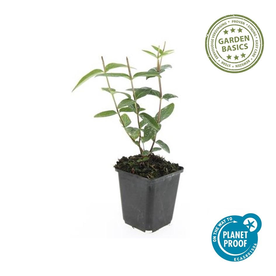 12x Hypericum inodorum 'Rheingold' - ↕10-25cm - Ø9cm