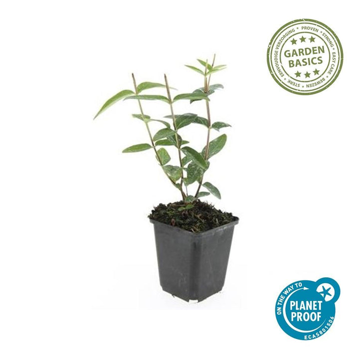 12x Hypericum inodorum 'Rheingold' - ↕10-25cm - Ø9cm