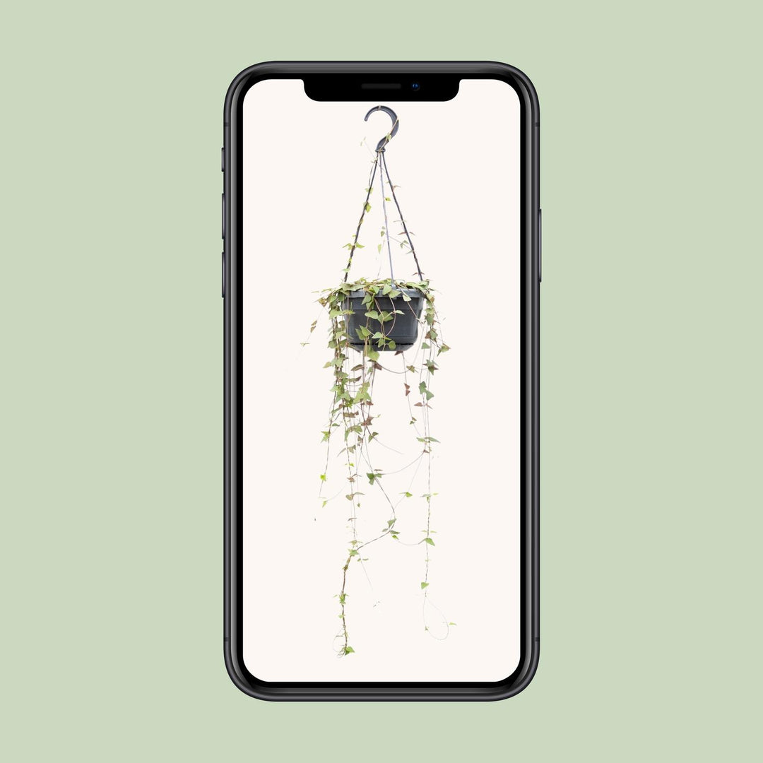 Ceropegia Linearis Remy - Ø14cm - ↕38cm